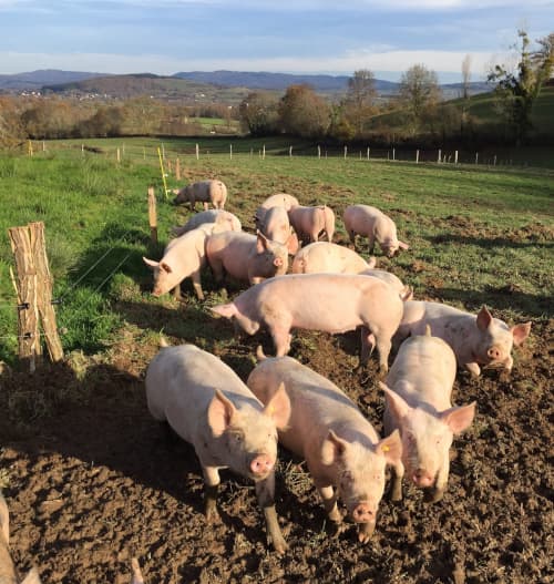 Porc français élevés en plein air dans le Morvan